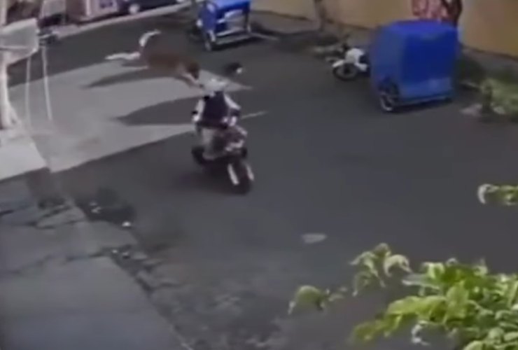 Cane prende in pieno uno scooter