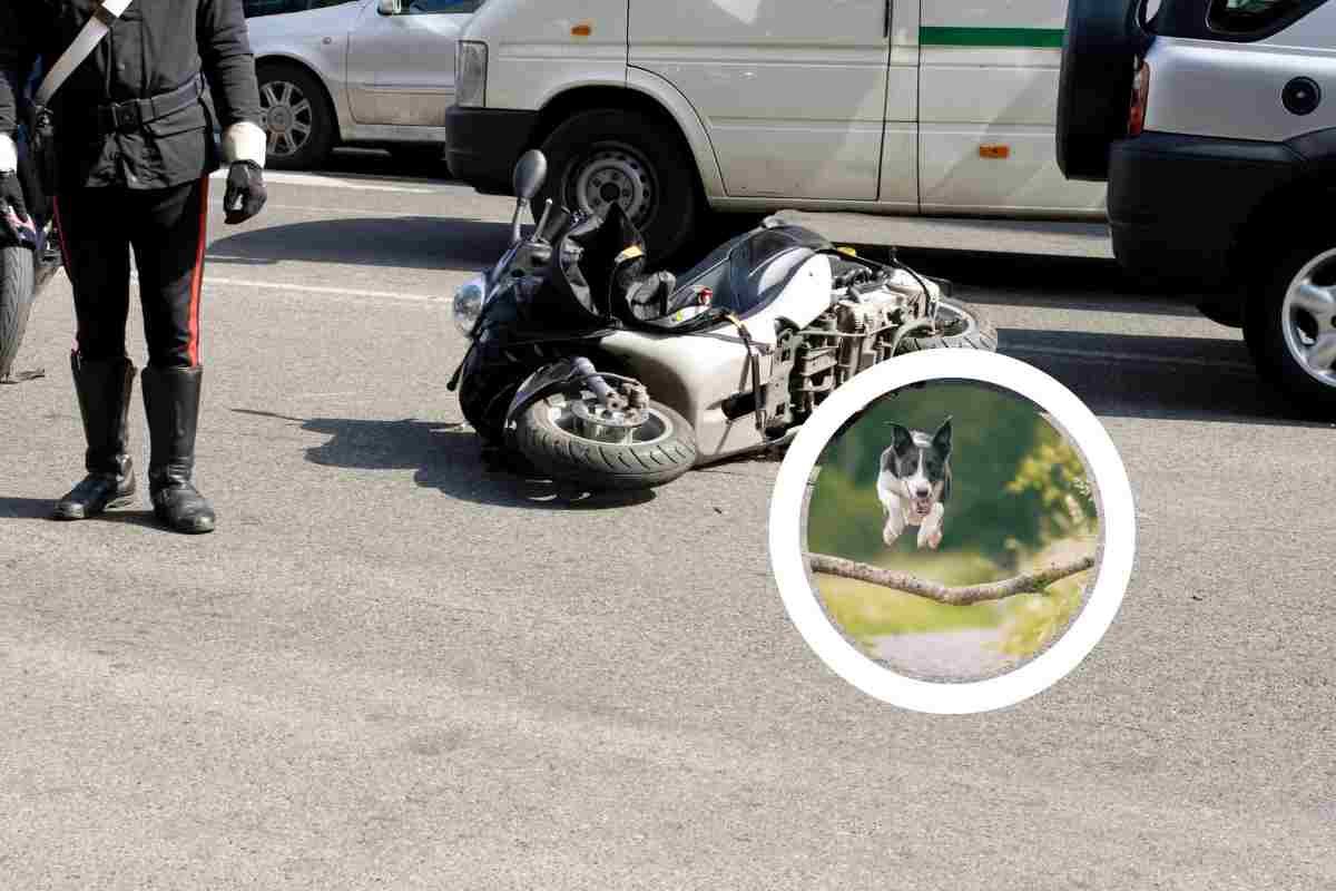 Motociclista viene investito da un cane