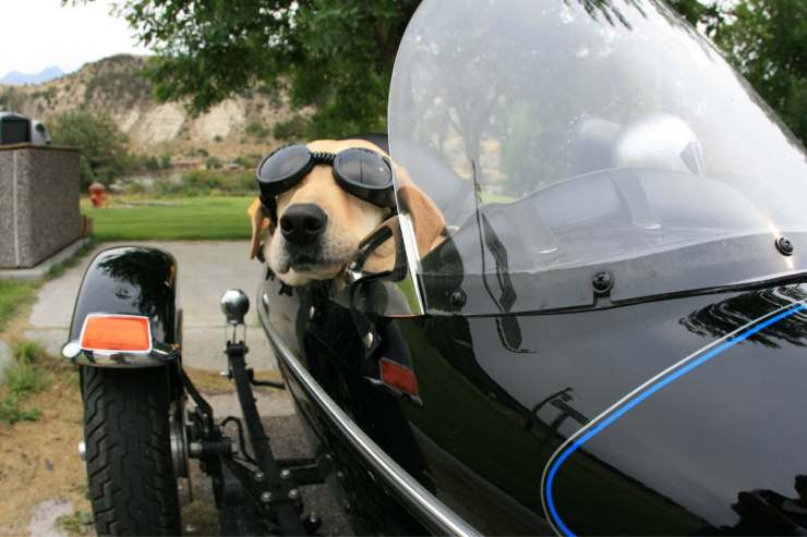 I cani in moto sono vietati? Ecco cosa dice la legge