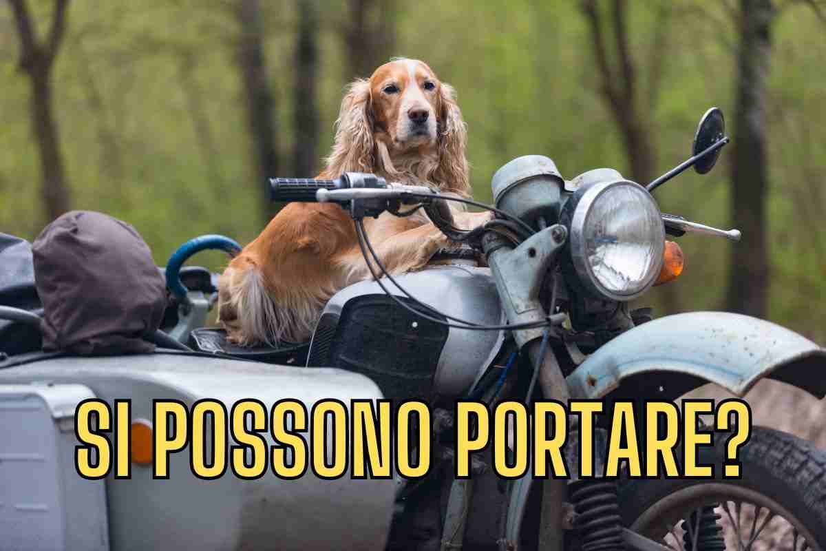 I cani in moto sono vietati? Ecco cosa dice la legge