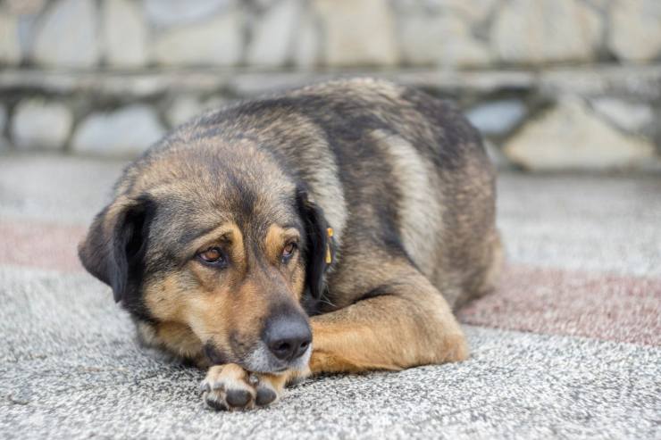 Cane autostrada abbandono Codice